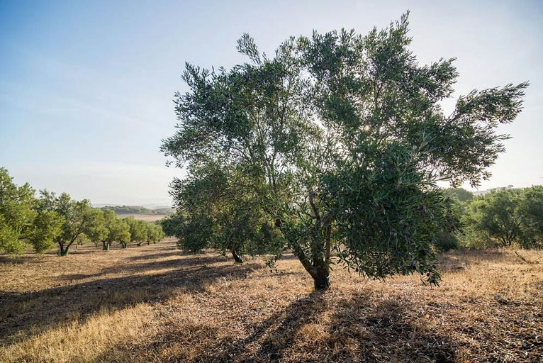 Olivar del Lentisquillo
